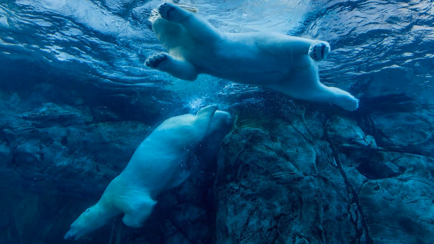 Bitcoin Careens Toward $100K as Morning Bounce Fails